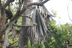 Heliosciurus gambianus
