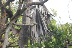 Heliosciurus gambianus