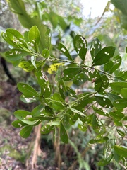 Ilex maximowicziana
