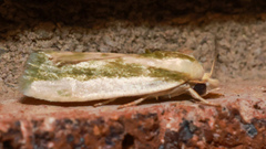 Earias huegeliana