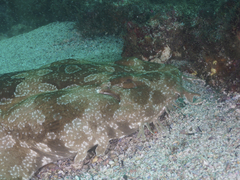 Orectolobus maculatus