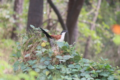 Centropus senegalensis
