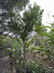 Ilex maximowicziana