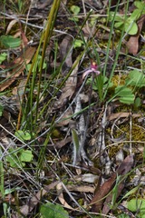 Caladenia versicolor