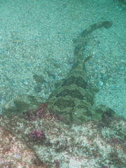 Orectolobus maculatus