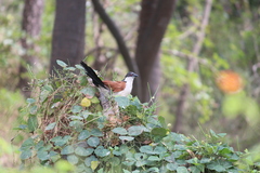 Centropus senegalensis
