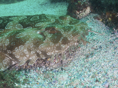 Orectolobus maculatus