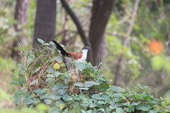 Centropus senegalensis