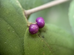 Callicarpa mollis