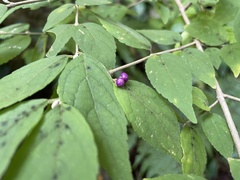 Callicarpa mollis