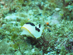 Goniobranchus splendidus