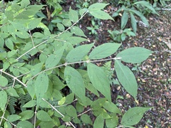 Callicarpa mollis