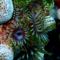 Acrozoanthus australiae