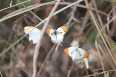 Colotis euippe