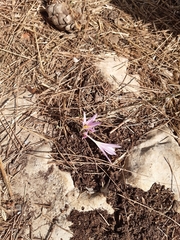 Colchicum stevenii