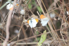 Colotis euippe