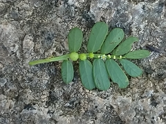 Phyllanthus urinaria hookeri