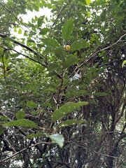 Elaeagnus thunbergii