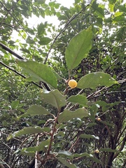 Elaeagnus thunbergii