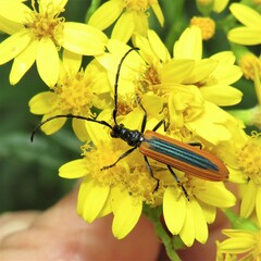Stenoderus suturalis