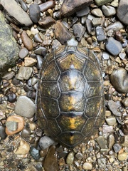 Mauremys japonica