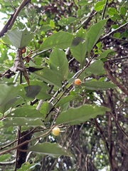 Elaeagnus thunbergii