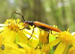 Stenoderus suturalis