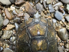 Mauremys japonica