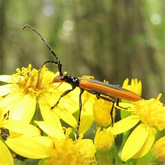 Stenoderus suturalis