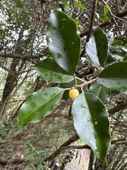 Elaeagnus thunbergii