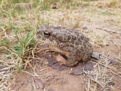 Sclerophrys mauritanica