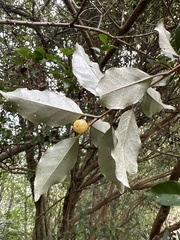 Elaeagnus thunbergii
