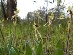 Caladenia villosissima