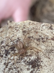 Loxosceles rufescens