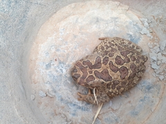 Sclerophrys mauritanica