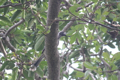 Lophoceros nasutus