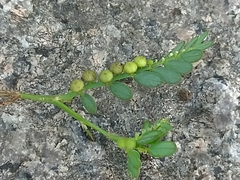 Phyllanthus urinaria hookeri