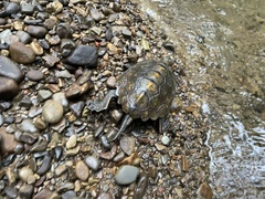 Mauremys japonica