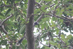 Lophoceros nasutus