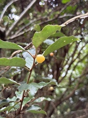 Elaeagnus thunbergii