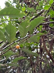 Elaeagnus thunbergii