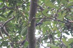 Lophoceros nasutus