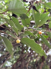Elaeagnus thunbergii