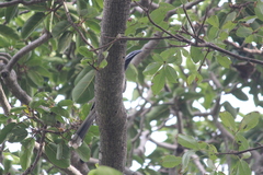 Lophoceros nasutus