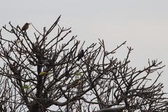 Cinnyris coccinigastrus