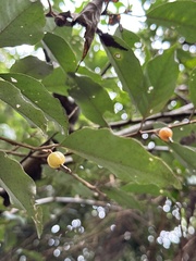 Elaeagnus thunbergii