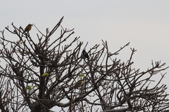 Cinnyris coccinigastrus
