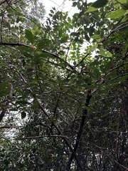 Elaeagnus thunbergii