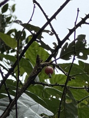 Elaeagnus thunbergii