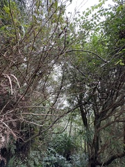 Elaeagnus thunbergii
